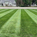 Crown Jewel Elite Tall Fescue Grass Seed - 50 lbs.-3