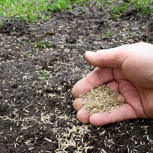 Lesco Double Eagle Rye Grass Seed