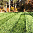 Envy Premium Tall Fescue Grass Seed Blend-5