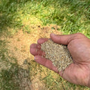 Lesco Sun & Shade Park Grass Seed-4