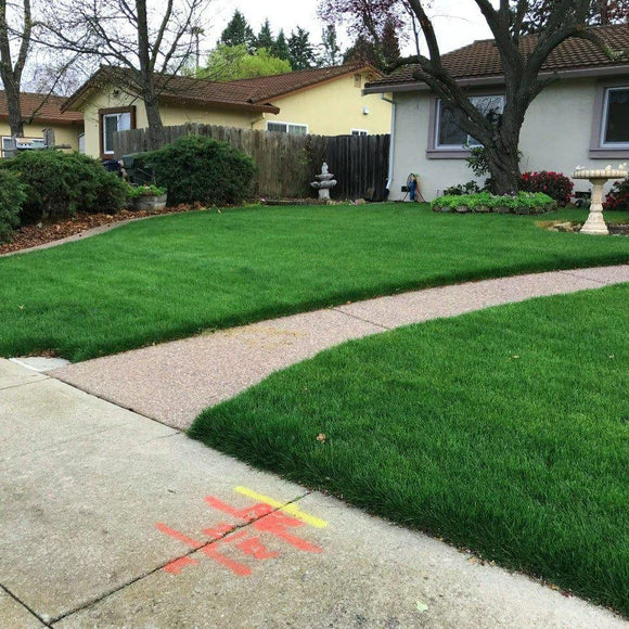 LESCO Estate Eagle Plus Grass Seed