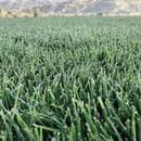 North Star Grass Seed | Premium Kentucky Bluegrass & Tall Fescue Blend-3