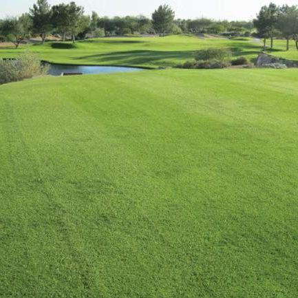 Transcontinental Improved Bermuda Seed