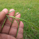 Fusilade II Turf and Ornamental Herbicide-2