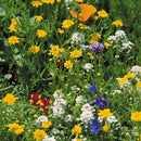 California Coastal Wildflower Mix (pack)-3