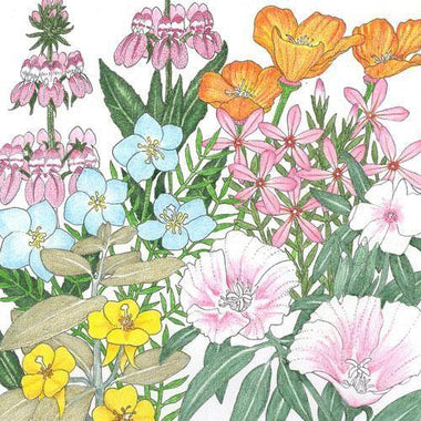 California Coastal Range Wildflower Mix (1/4 lb)