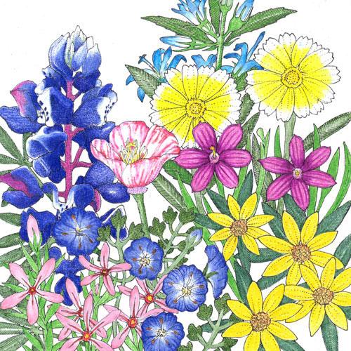 California Low-Growing Native Wildflower Mix (1/4 lb)