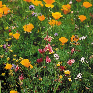 California Native Wildflower Mix (pack) - 0