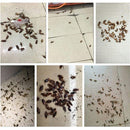 Cockroach Pest Control Product for Effective Extermination-6