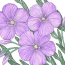 Flax, Blue (1/4 lb)-1