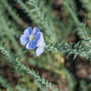 Flax, Blue (1/4 lb)-3