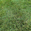 Fusilade II Turf and Ornamental Herbicide-3