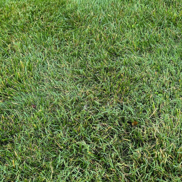 Fusilade II Turf and Ornamental Herbicide
