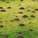 Talpirid Mole Bait-2