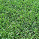 LESCO Pyramid 2 Bermuda Grass Seed (Coated) 25 lb.-4
