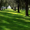 Lesco Sun & Shade Park Grass Seed-2