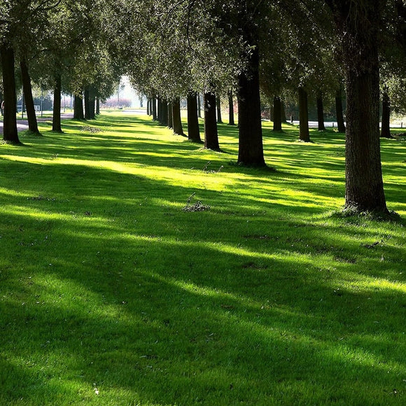 Lesco Sun & Shade Park Grass Seed