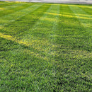 Lesco All Pro Transition Tall Fescue Grass Seed-5