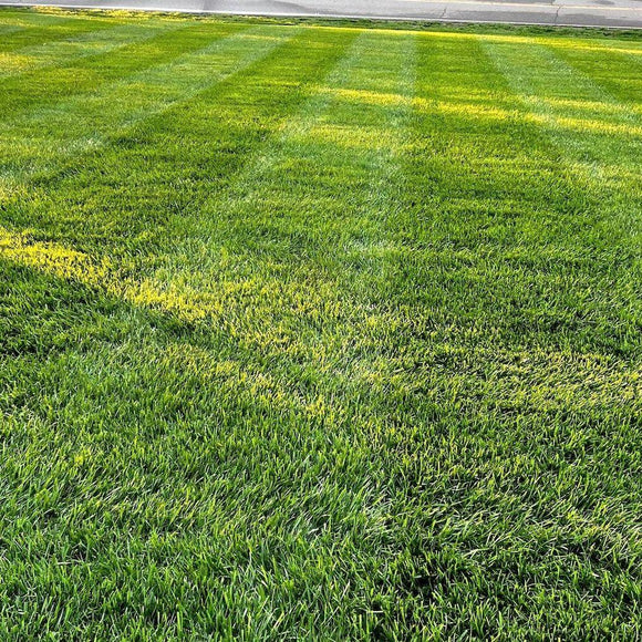 Lesco All Pro Transition Tall Fescue Grass Seed