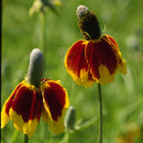 Mexican Hat (pack)-3