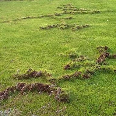 Talpirid Mole Bait