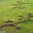 Talpirid Mole Bait-3