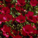 Flax, Scarlet (pack)-4