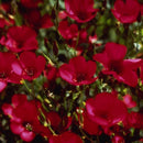 Flax, Scarlet (1/4 lb)-3