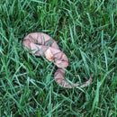 Snake Scram Professional-3