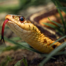 Snake Scram Professional-2