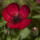 Flax, Scarlet (pack)-3