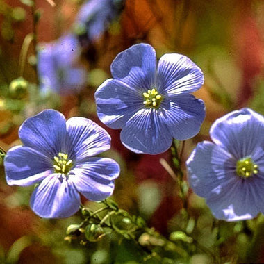 Flax, Blue (1/4 lb) - 0