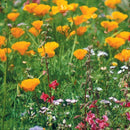 California Native Wildflower Mix (1/4 lb)-4